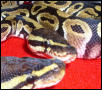 DH Caramel Glow Pair's Eyes