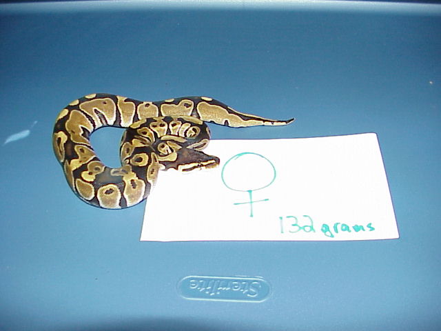 DH Caramel Glow Female 2