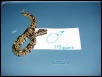 DH Caramel Glow Male