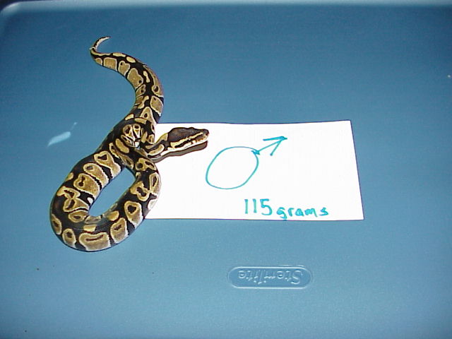 DH Caramel Glow Male
