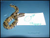 DH Caramel Glow Male 2