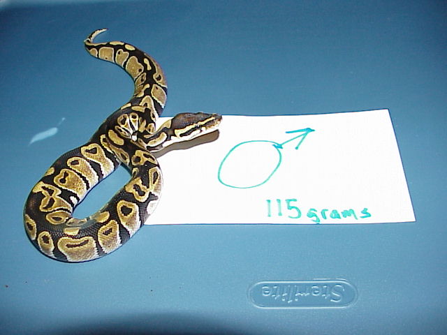 DH Caramel Glow Male 2