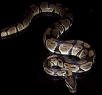 Proven Breeder Male Het. VPI Axanthic