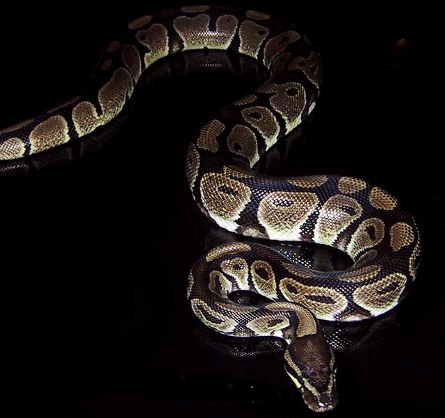Proven Breeder Male Het. VPI Axanthic