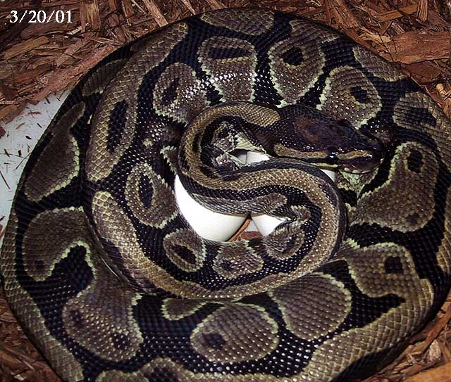 Ball Python With Eggs