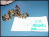 Het. Caramel Female "Ringer"