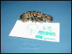 Het. Caramel Female Ringer 2