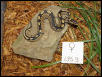 Blackback Het. Caramel female