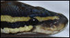 Het. Pied Head Shot