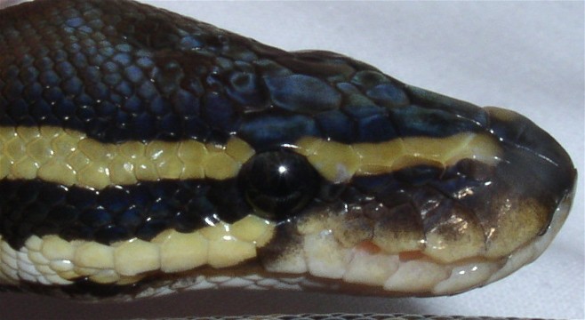 Het. Pied Head Shot