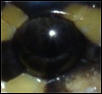 EXTREME close-up of a Het Piebald