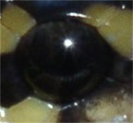 EXTREME close-up of a Het Piebald