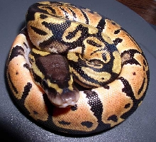 Pastel female
