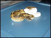 Pied Female