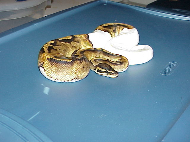 Pied Female