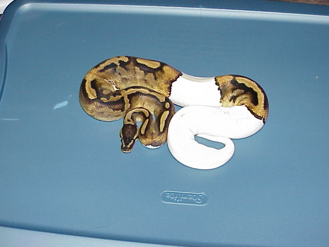 Pied Female 3