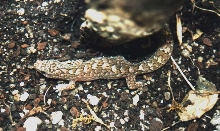 unknown lizard