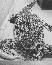 Nile Crocodile at the Reptile World Serpentarium, St. Cloud Florida