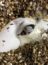 Peekaboo!