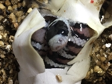 Hypo E AZ Mntn Kingsnake