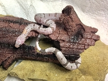 Black Gap Hypo Alterna