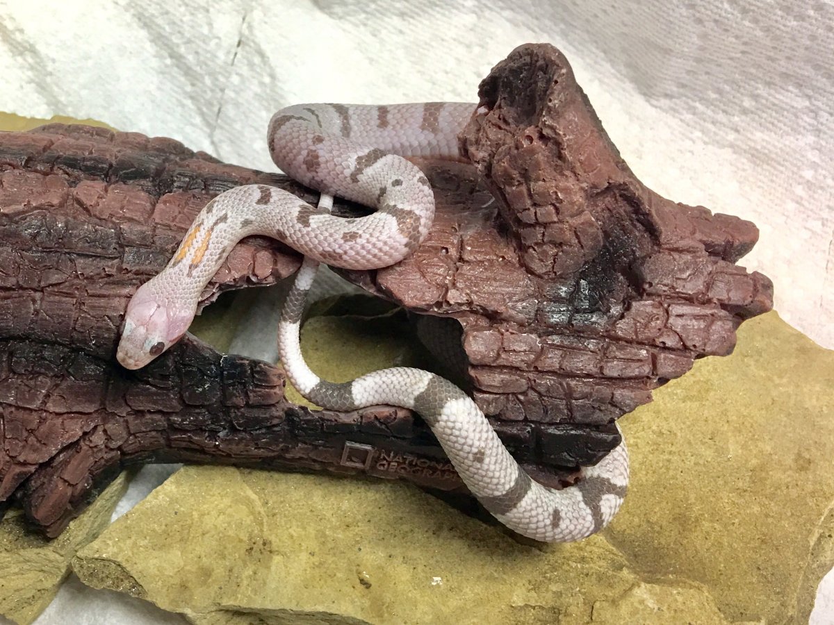 Black Gap Hypo Alterna