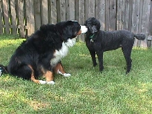 Std. Poodle and Bernese Mountain Dog