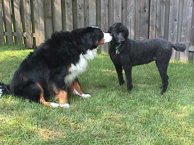 Std. Poodle and Bernese Mountain Dog