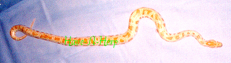 albinoburmfemale