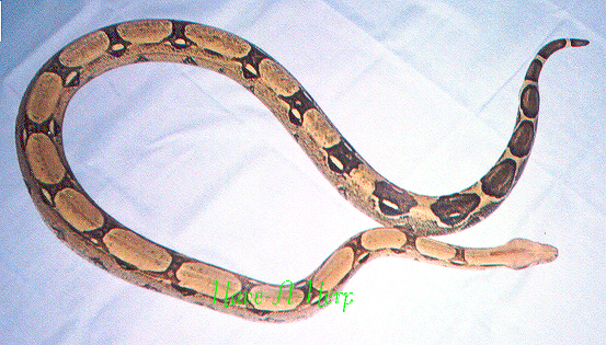 lightfemredtail