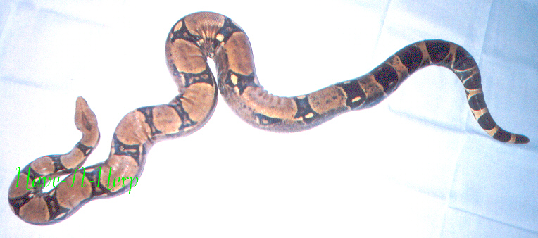 posspregfemredtail