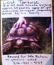 PHINEAS stolen male sulcata REWARD