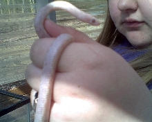 Lavender corn snake