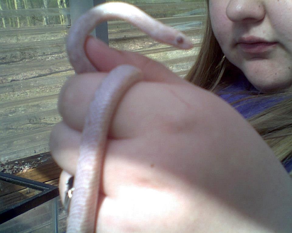 Lavender corn snake