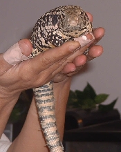 New Tegu
