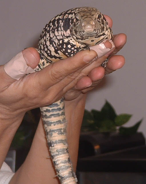 New Tegu