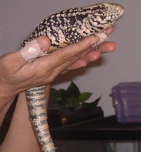 New Tegu1