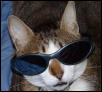cool cat!
