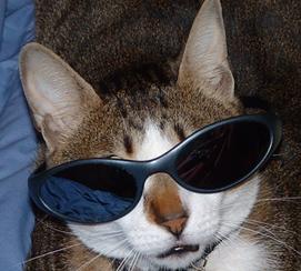 cool cat!