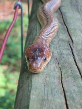 Baird's Ratsnake
