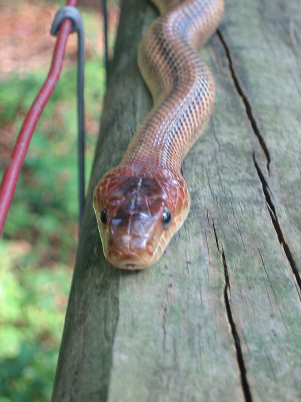 Baird's Ratsnake