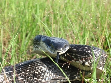 S.C. sand hills black rat snake.