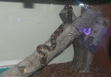 Paul my ball python