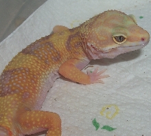 Las Vegas Tangerine Albino het paternless