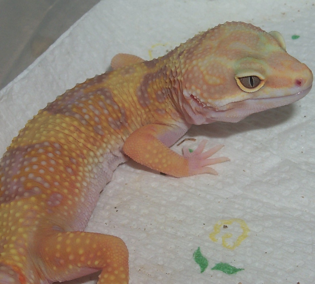 Las Vegas Tangerine Albino het paternless