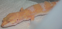 Tremper Tangerine Albino