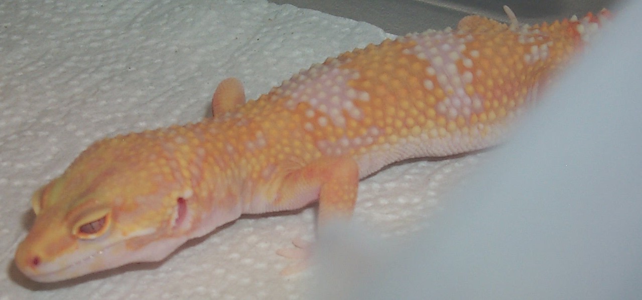 Tremper Tangerine Albino