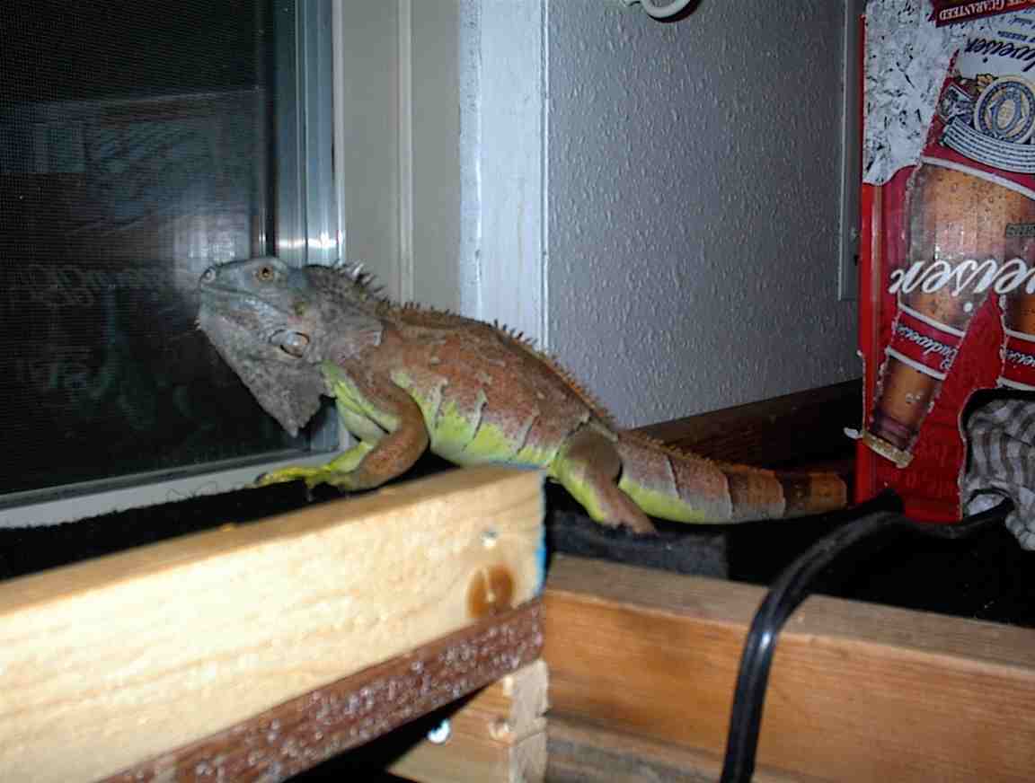 Lou's Breeding Colors