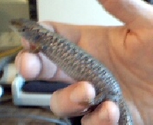 "Sheila" Pregnet
