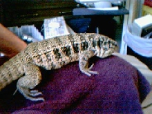 Tusk Again